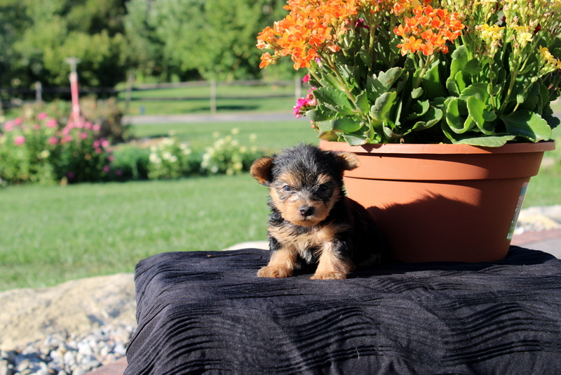 puppy, for, sale, Yorkshire Terrier, Matthew B. Stoltzfus, dog, breeder, Gap, PA, dog-breeder, puppy-for-sale, forsale, nearby, find, puppyfind, locator, puppylocator, aca